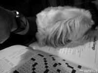 56444BwLeDe - Rufus 'helping' me with my crossword puzzle  Peter Rhebergen - Each New Day a Miracle